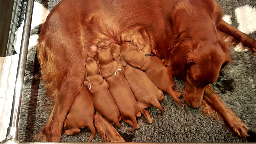 des Bruyères de l'Escrebieux - Setter irlandais rouge - Portée née le 13/09/2020